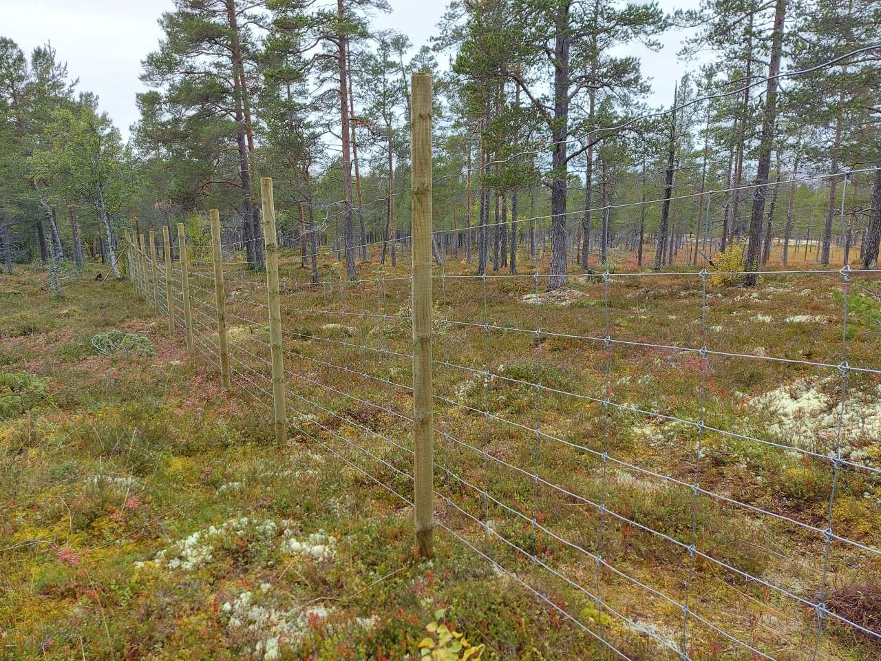 Sperregjerde for tamrein