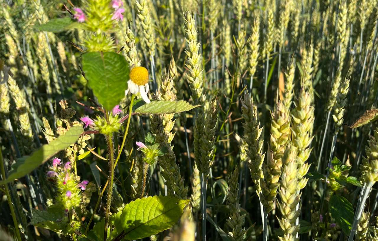 Wheat with weed