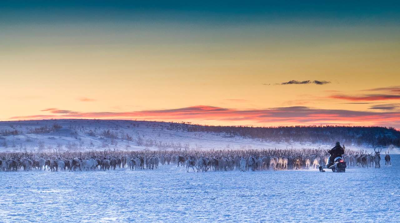 Reinflokken Karasjok vinter JAB_Foto Jan Helmer Olsen_3820