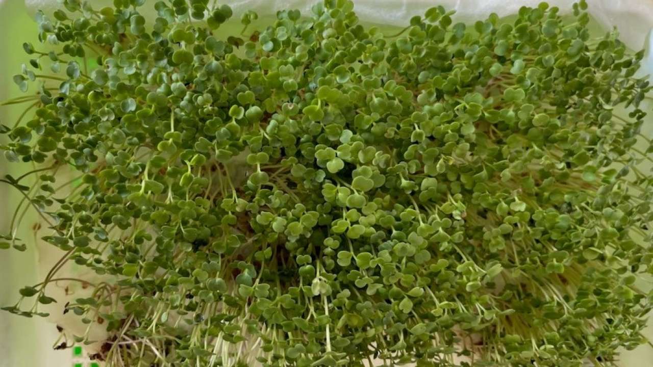 Mikrogrønt dyrket i vinduskarmen