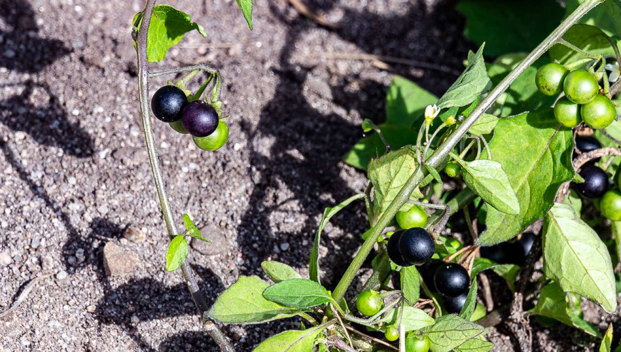 Ugrasplante av søtvierslekta med modne og umodne bær