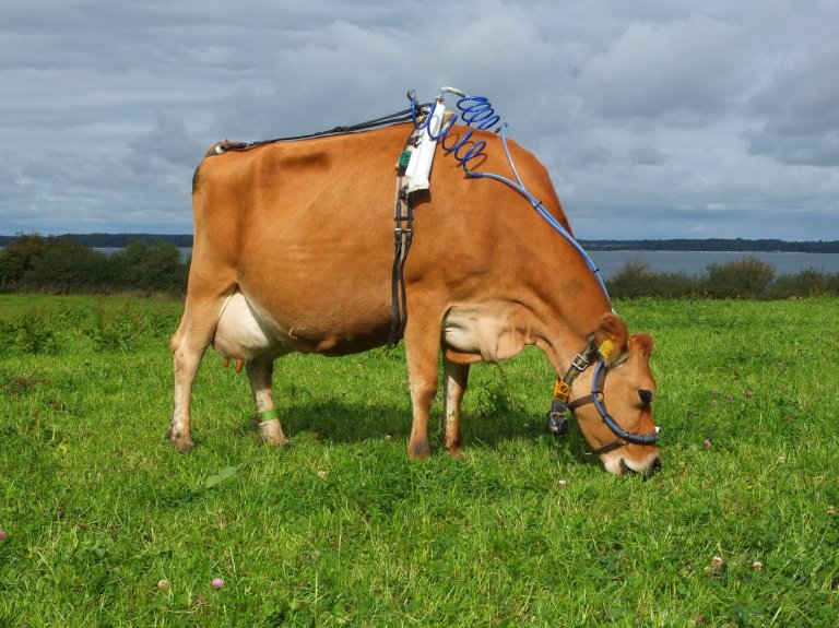 Jersey cow.jpg