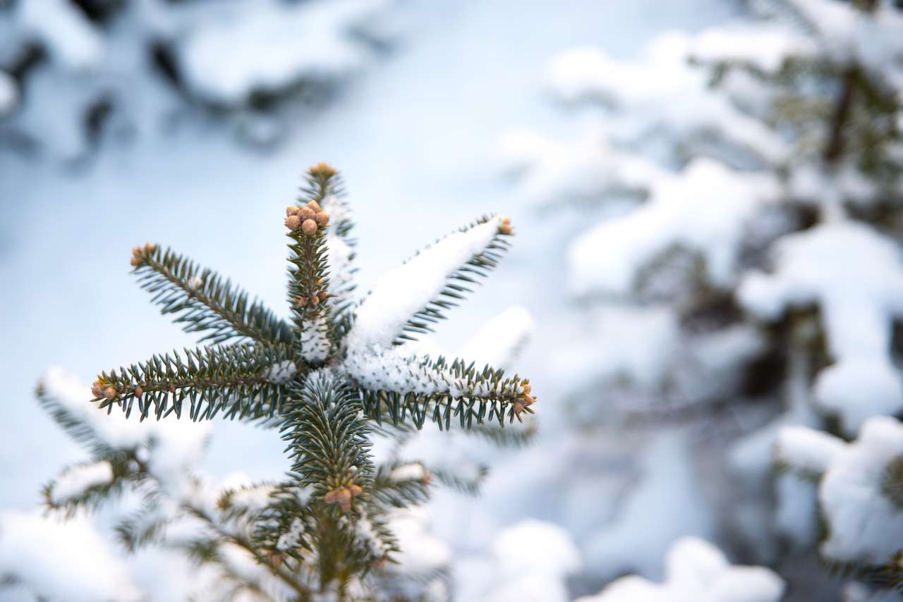 Juletretopp med snø