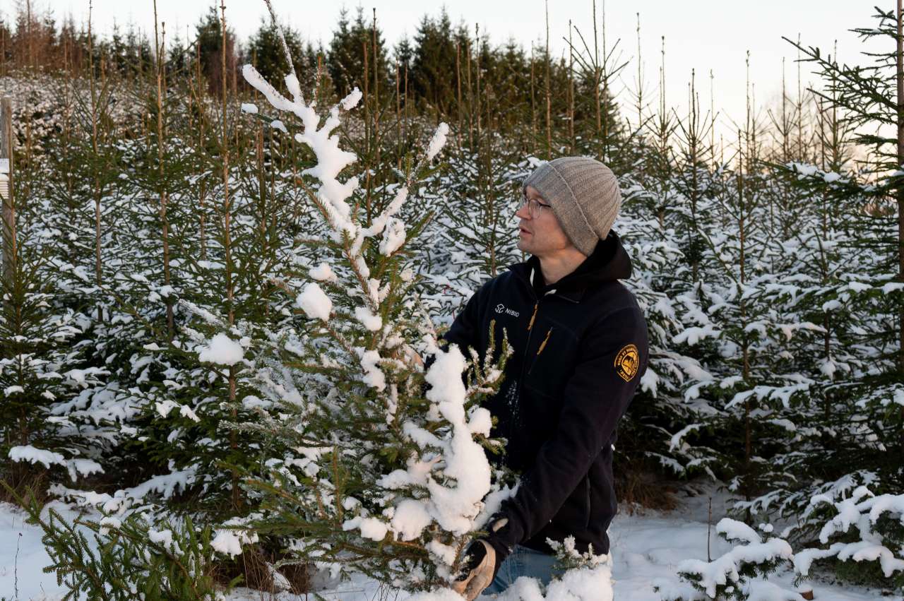 Juletreplantasje