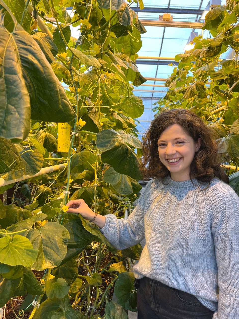 To radar med melonplanter strekk seg opp mot taket i eit veksthus.