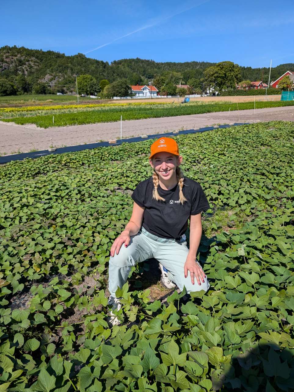 Forskar Emilie Sandell sit i ein søtpotetåker.