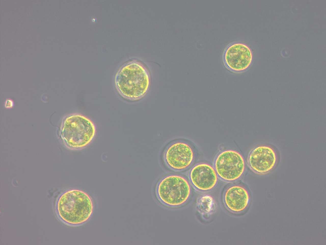 Haematococcus pluvialis grønn fase