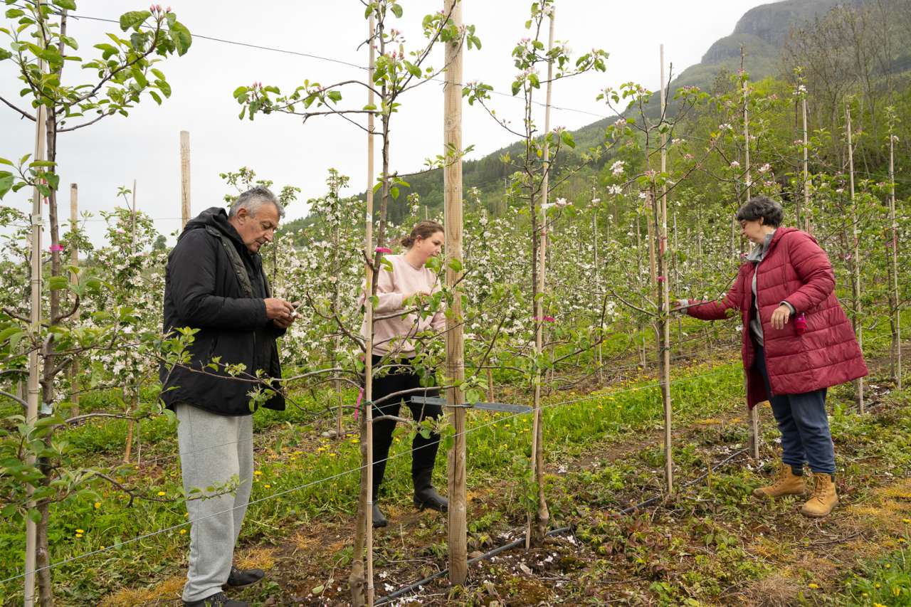 Pollinering for hånd