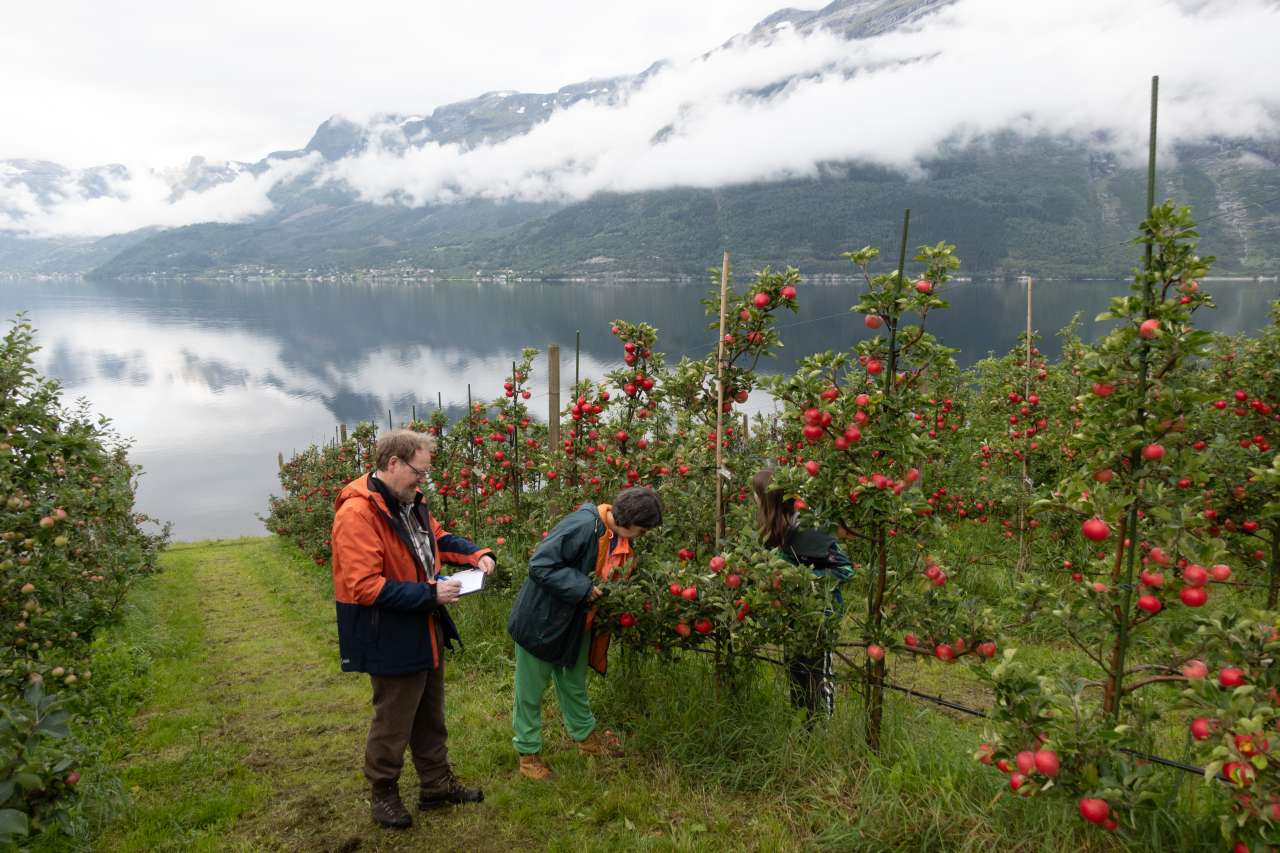 Feltarbeid i epleplantasjen