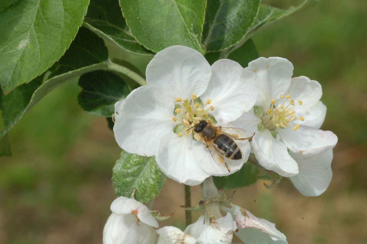Nærbilde av epleblomst med bie