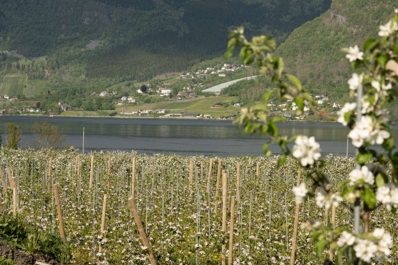 Forsøksfelt ved NIBIO Ullensvang