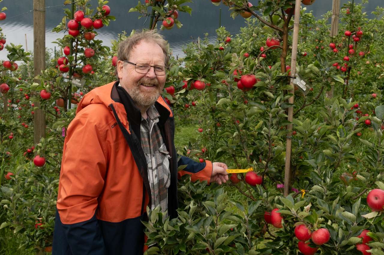 Alle greiner vart merka med rett hovud- og pollensort og tal pollinerte blomar