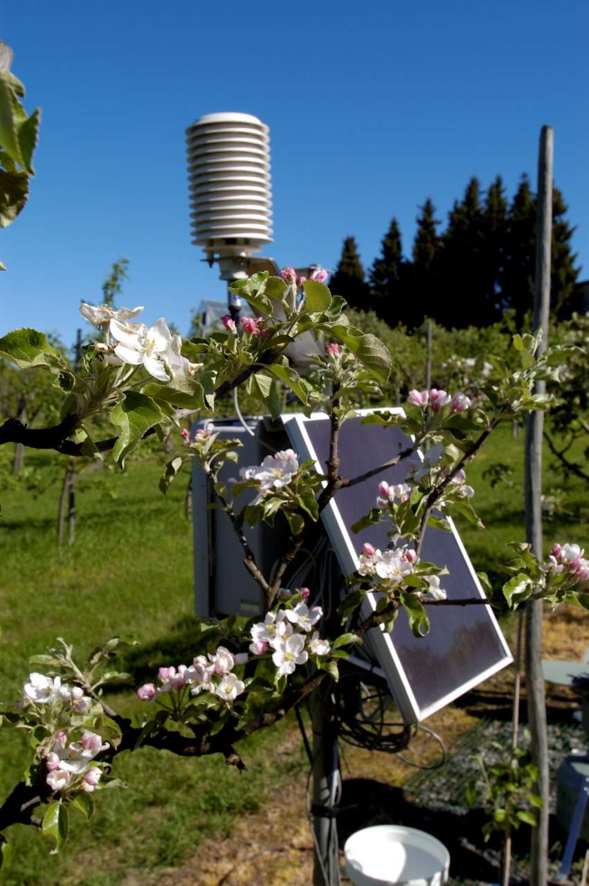 Værstasjon og epleblomster