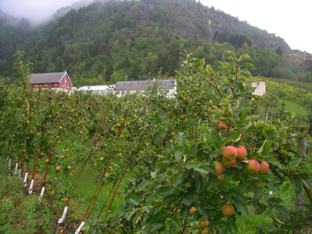  Njøs frukt- og bærsenter i Sogn