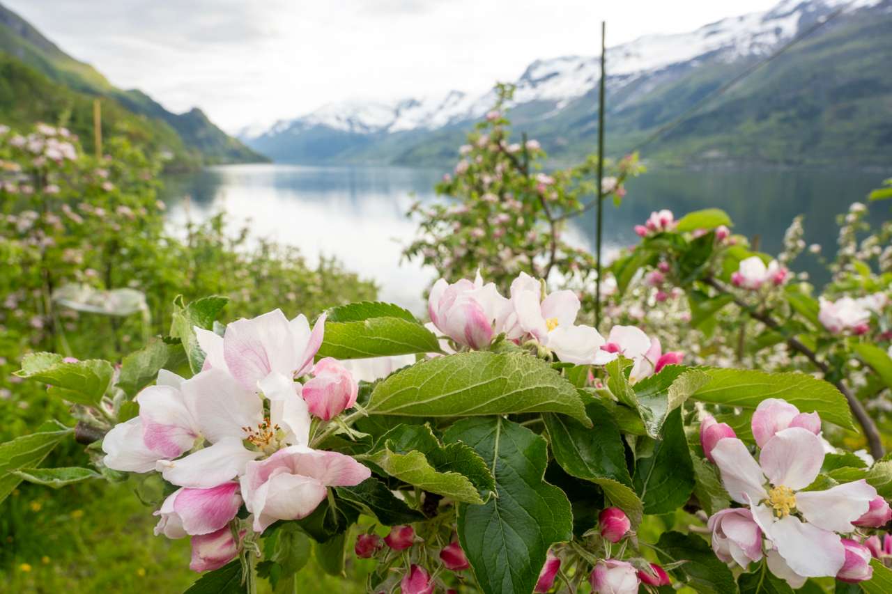 Nærbilde av epleblomster