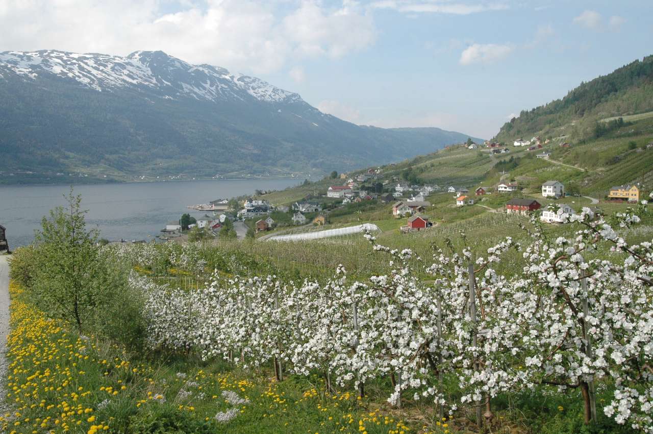 Epleplantasje med fjord i bakgrunnen