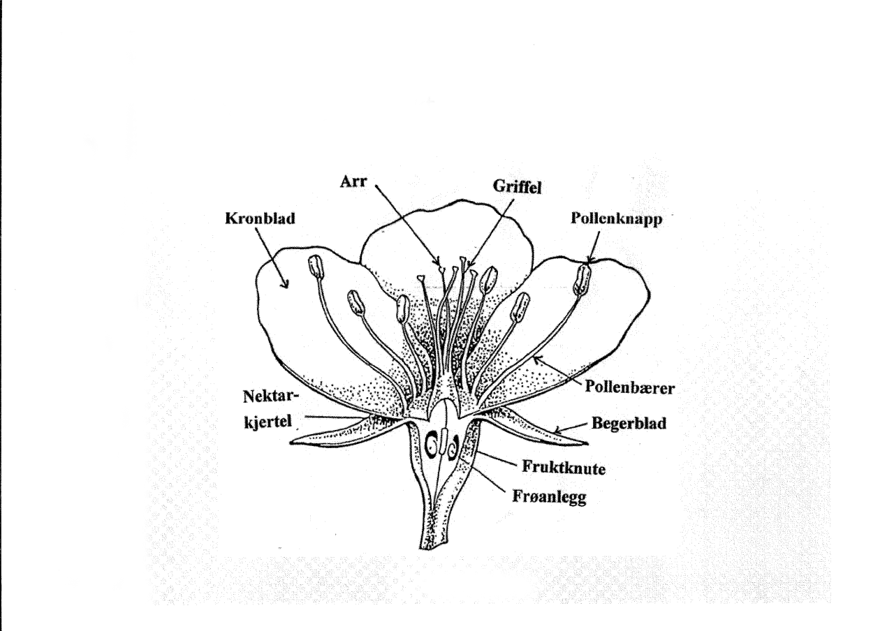 Skisse av blomst