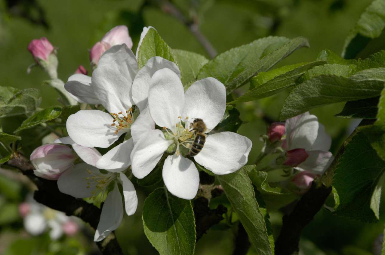 Epleblomst som pollineres med insekt