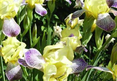 Iris sambuchina