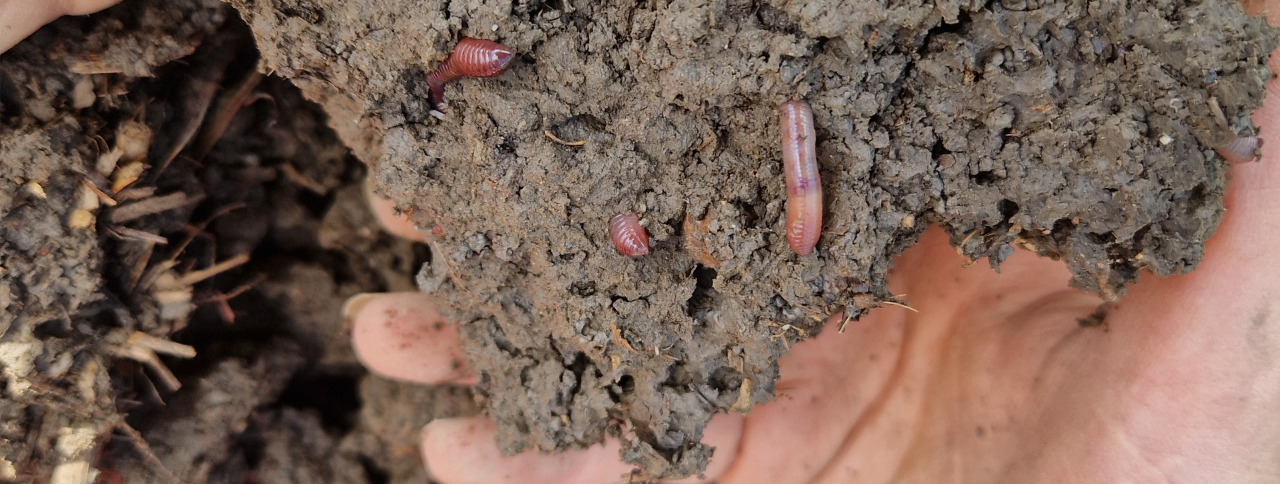 UNADJUSTEDNONRAW_thumb_111d