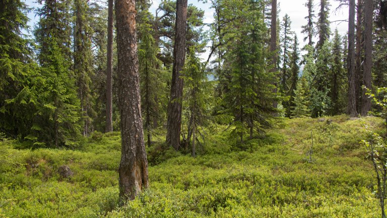 Gammel skog, eldre enn 300 år