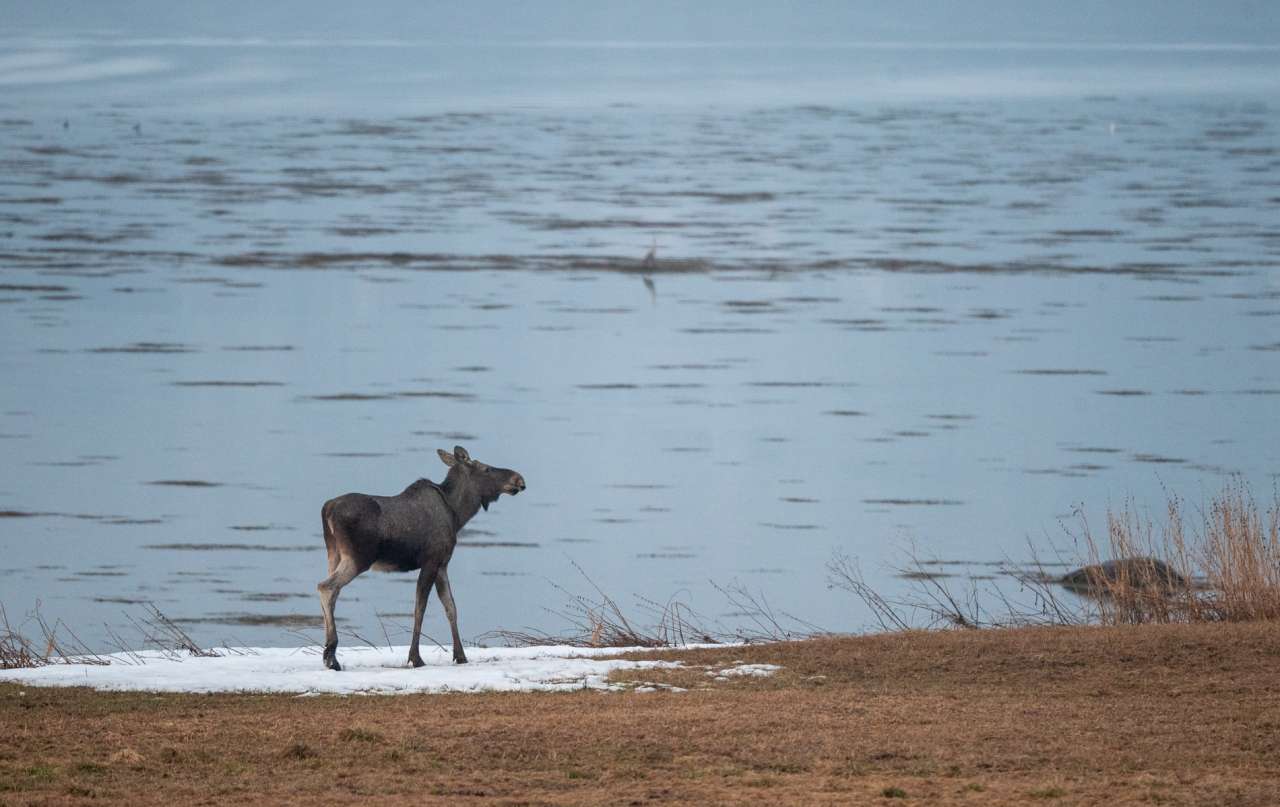 Elg v fjæra JKA – Kopi