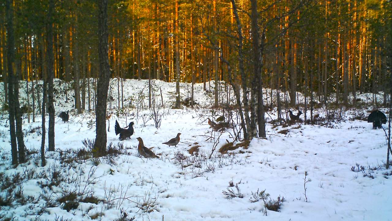 Foto av tiurleik i skog