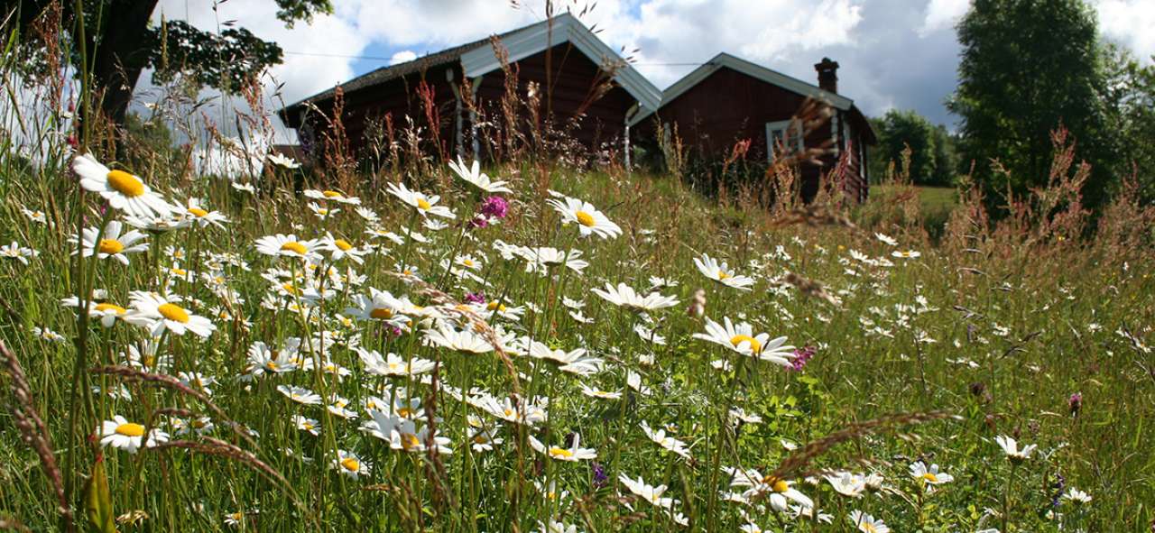 Blomstereng-beskåret. Foto Ellen Svalheim