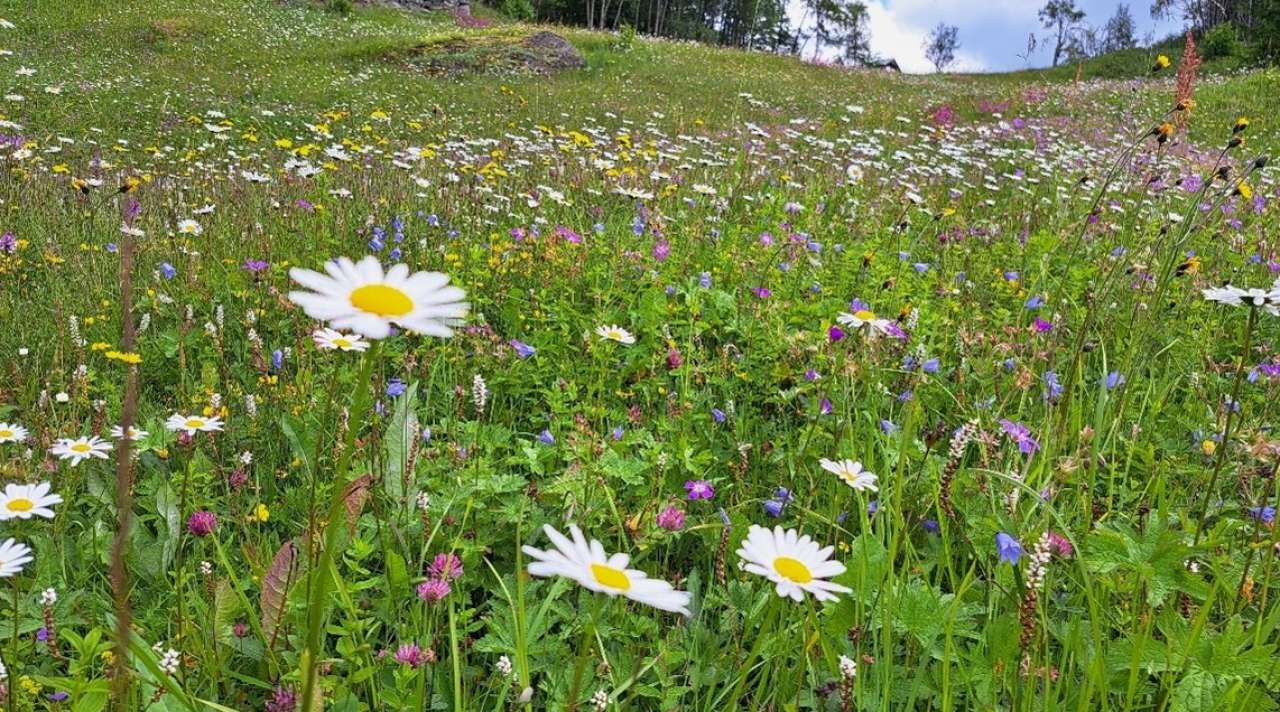 Blomstereng-Ellen-Svalheim