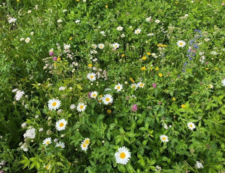 Blomstrende-tørrengblanding2.jpg