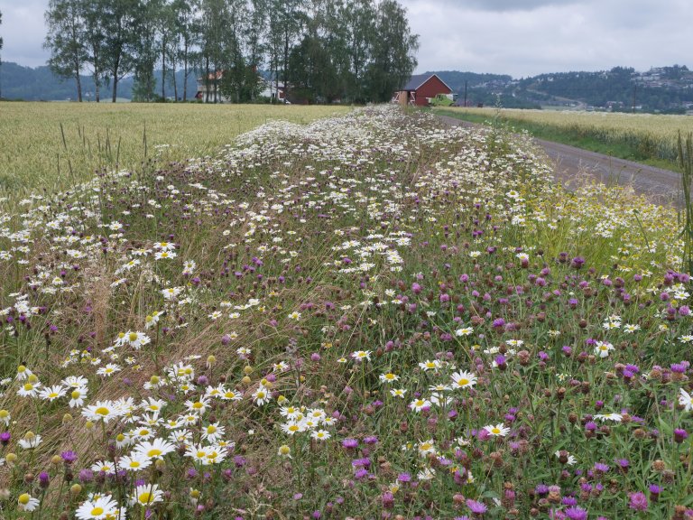 Flerårig pollinatorstripe sådd med Ronustblanding i Ramnes, Vestfold. Foto John Ingar Øverland.jpg