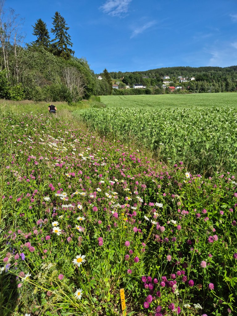 rødkløverdominert foto Kari Bysveen.jpg