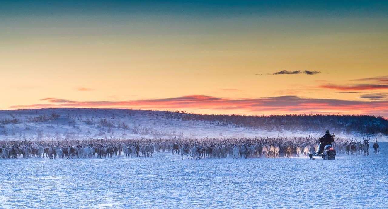 Bilde som viser stor flokk av tamrein gjetet av en reindriftsutøver på snøskuter i vinterlandskap