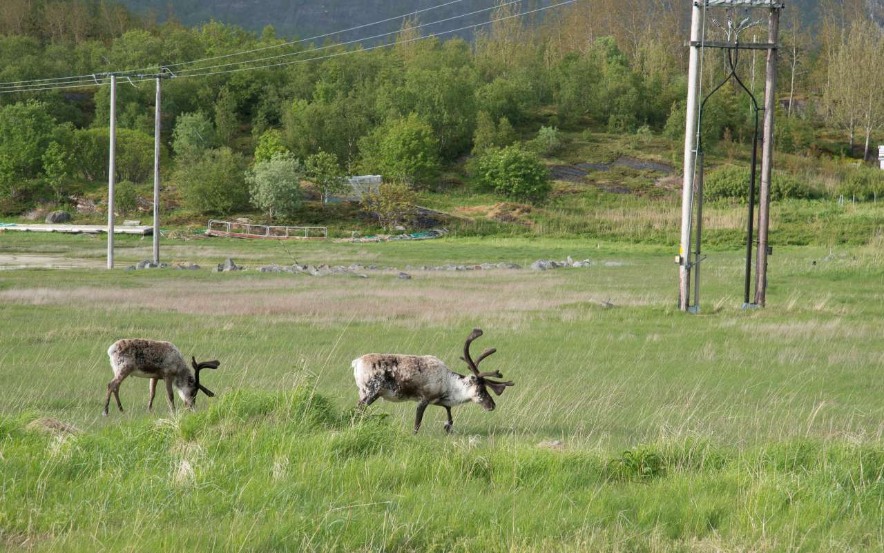 Bilde som viser reinsdyr beite gras med høyspentnett i bakgrunnen