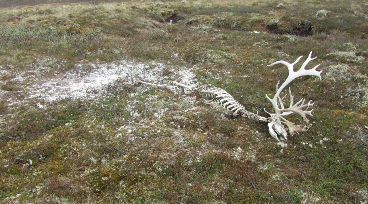 Bilde som viser skjelett av reinsdyr