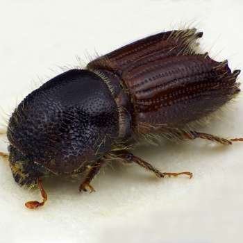 Granbarkbillen - Ips typographus - Foto Karsten Sund - Naturhistorisk museum - UiO