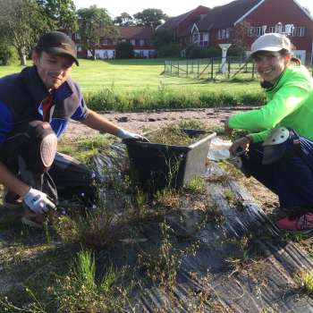 Gunnar Myhre og Elise Pedersen høste blåklokkefrø  Foto Trygve S. Aamlid