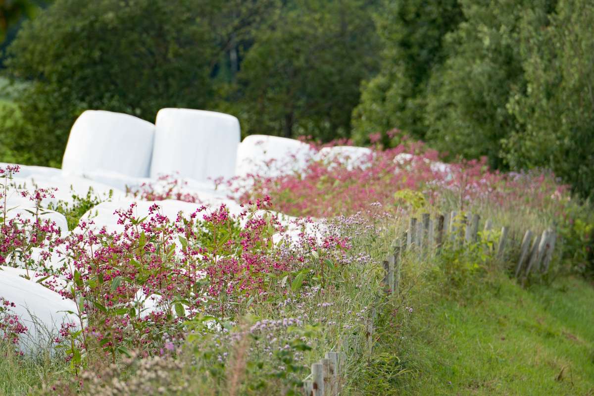 ef-20150810-170007b_cropped