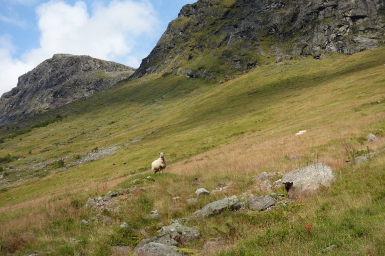 Sau i grasrik skredmark_Vesteråsdalen_Stranda_30082023_MIA.jpg