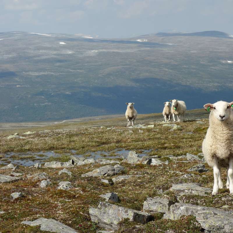 Sau i 1b Grassnøleie 1500m3_Trihøene Lordalen_Lesja_12082020_MIA
