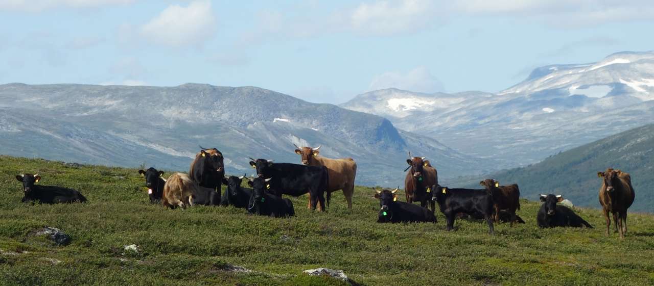 Dølafe i Lesja
