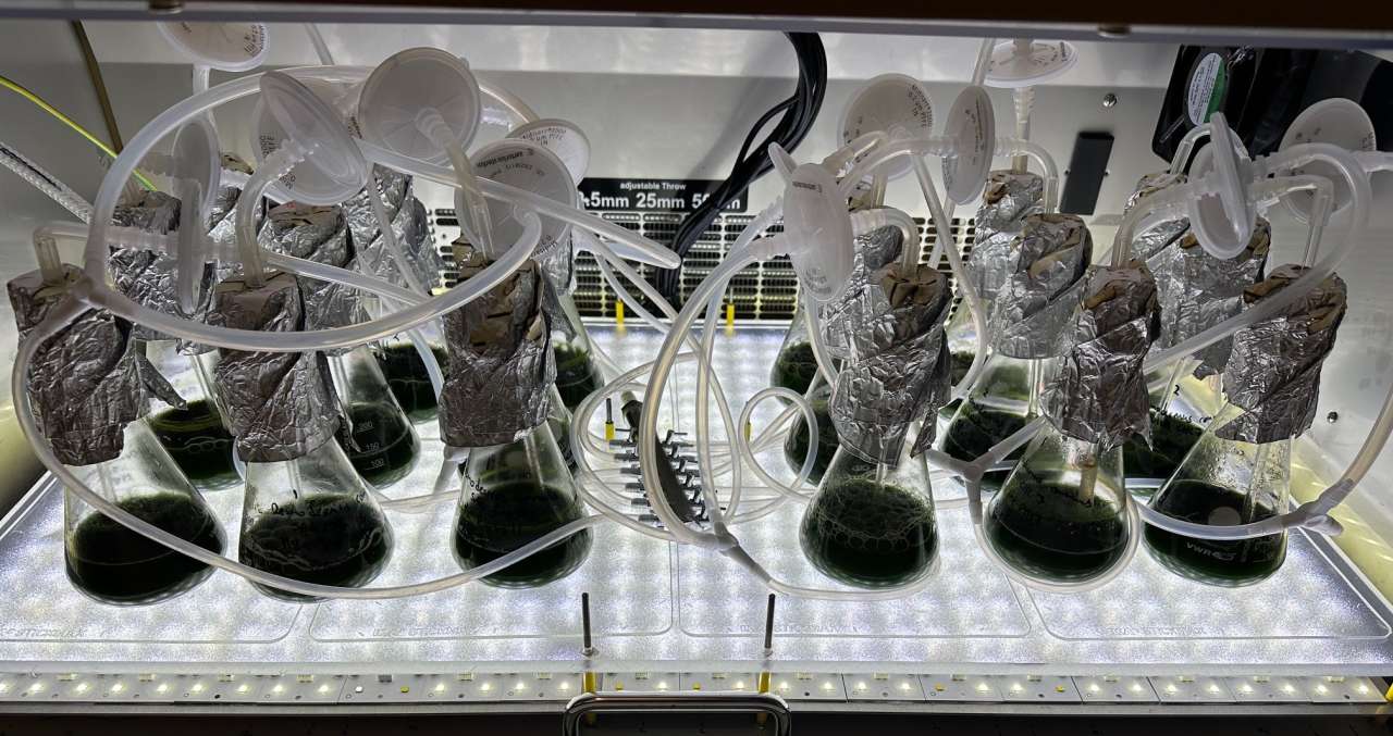 Mikroalger på kolber i laboratoriet