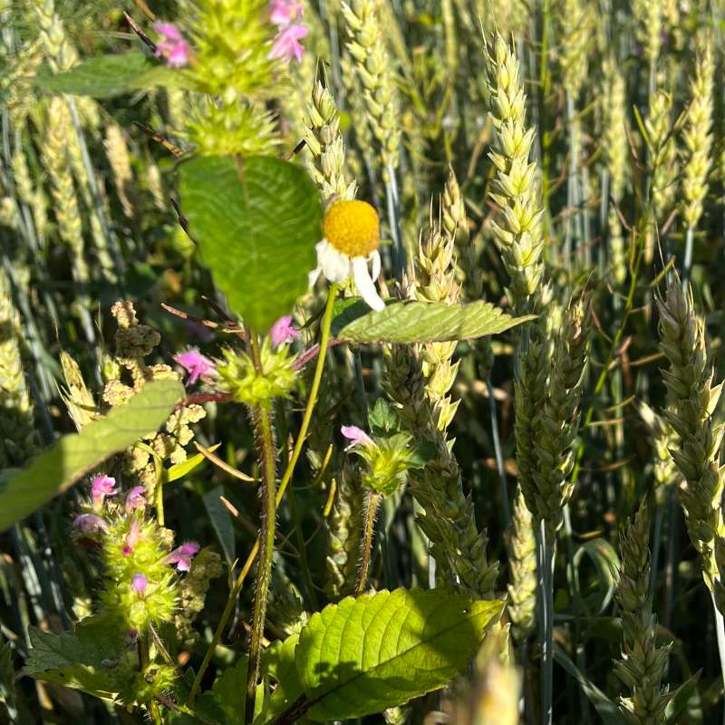 Wheat with weed
