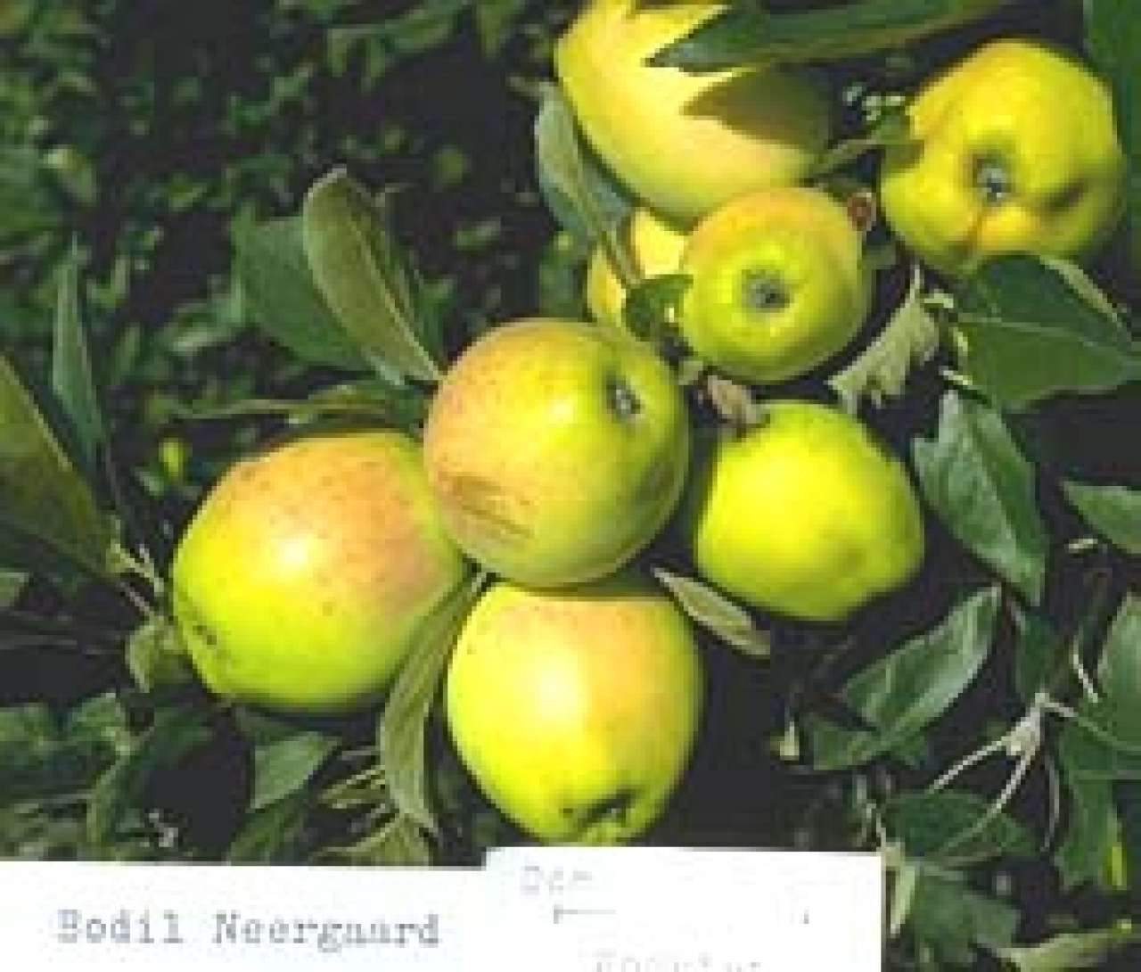 Bodil-Nergaard_Knut-Sakshaug
