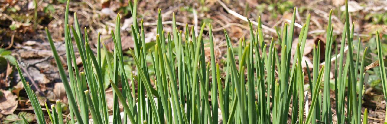 2 _Allium_LongicuspisSB