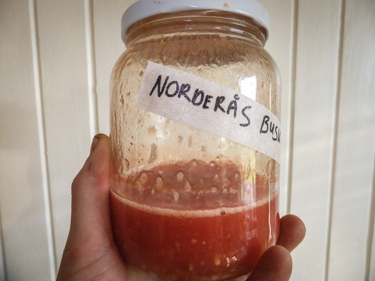 Gjaeringpaaglass_norderabusk.jpg