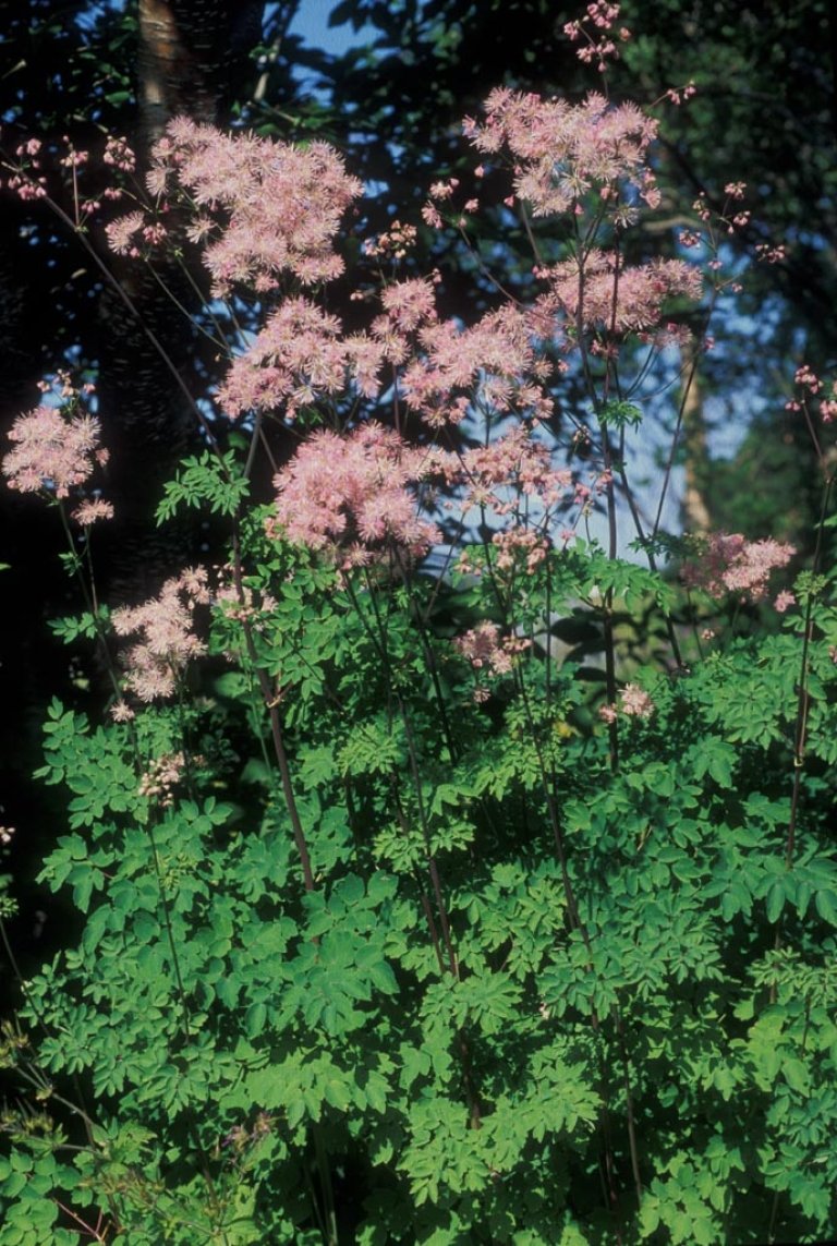 Thalictrum aquilegifoliumBM.JPG