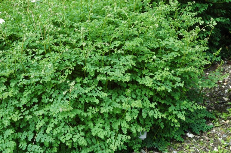 Thalictrum adianthifoliumBM.JPG