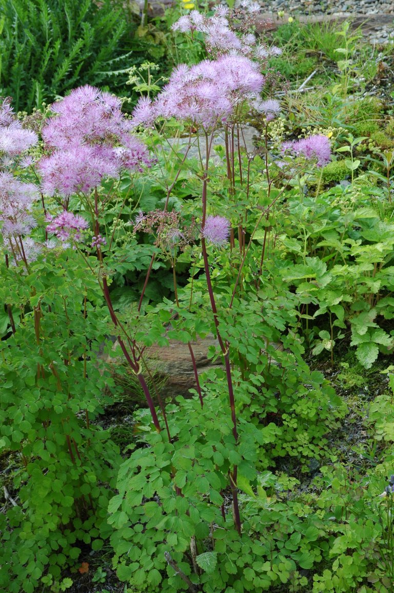 Thalictrum aquilegifol BM.JPG