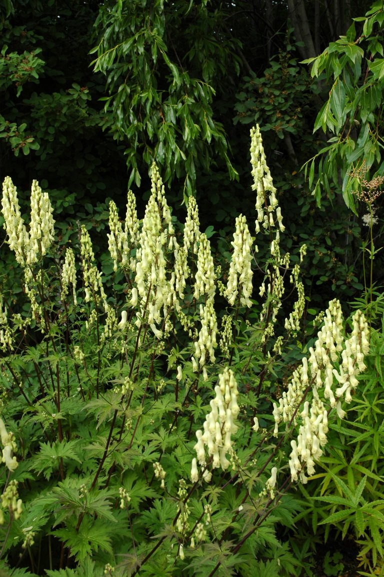 Aconitum lycoct ssp lycoct  Hadsel.jpg